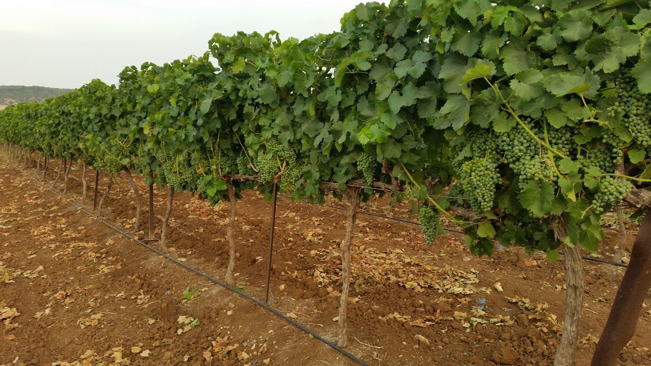 Beit Haner Moshav Lodge *
